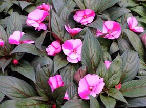 Netýkavka, balzamína 'Magnum Lavender Splash' - Impatiens Neu Guinea 'Magnum Lavender Splash'