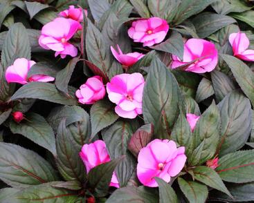 Netýkavka, balzamína 'Magnum Lavender Splash'