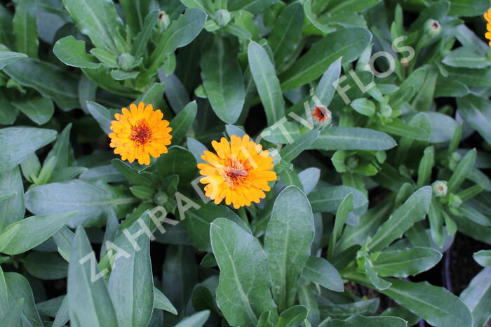 Měsíček lékařský 'Tangerine' - Calendula officinalis Cheers 'Tangerine'