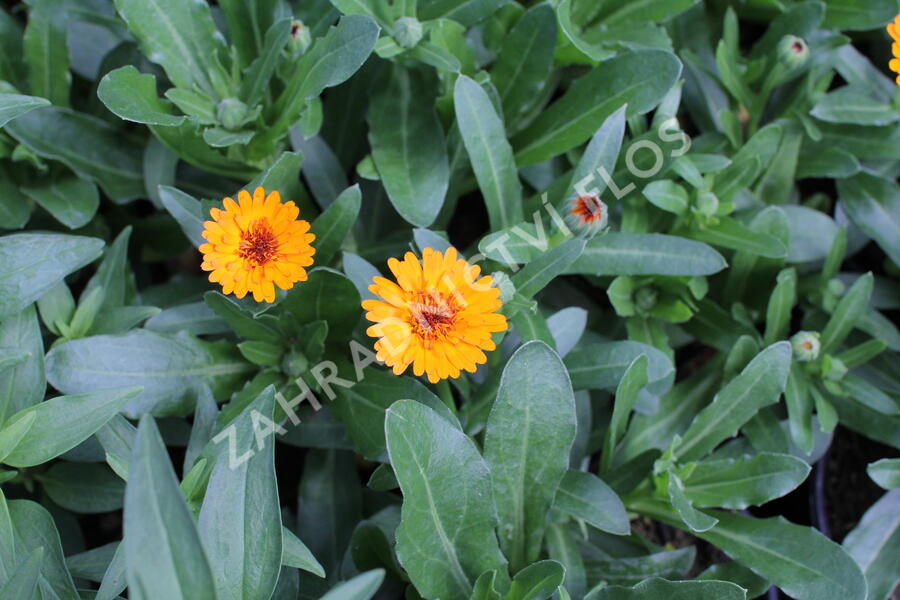 Měsíček lékařský 'Tangerine' - Calendula officinalis Cheers 'Tangerine'