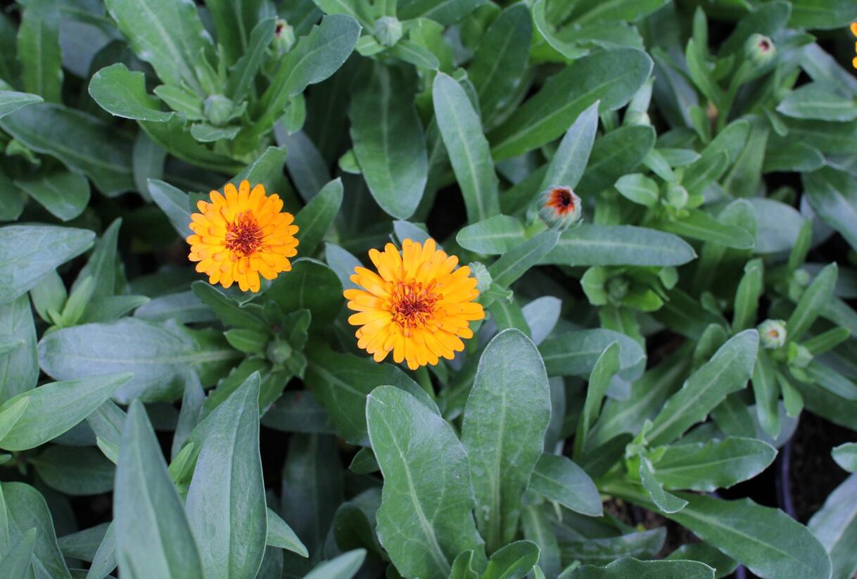 Měsíček lékařský 'Tangerine' - Calendula officinalis Cheers 'Tangerine'