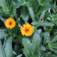 Měsíček lékařský 'Tangerine' - Calendula officinalis Cheers 'Tangerine'