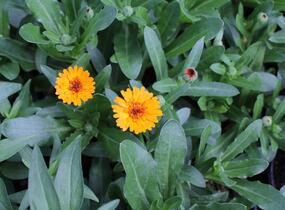 Měsíček lékařský 'Tangerine' - Calendula officinalis Cheers 'Tangerine'