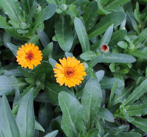 Měsíček lékařský 'Tangerine' - Calendula officinalis Cheers 'Tangerine'