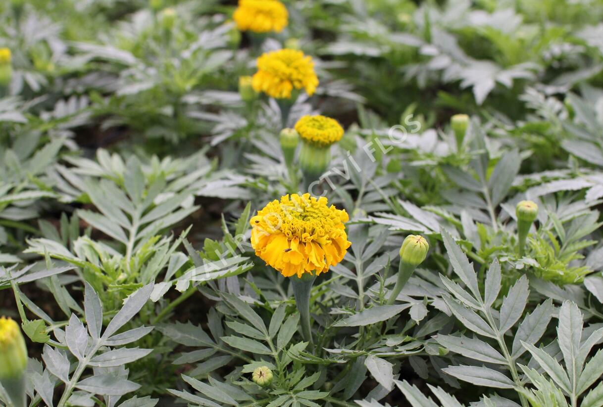 Aksamitník vzpřímený, afrikán 'Antigua Gold' - Tagetes erecta 'Antigua Gold'