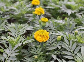 Aksamitník vzpřímený, afrikán 'Antigua Gold' - Tagetes erecta 'Antigua Gold'