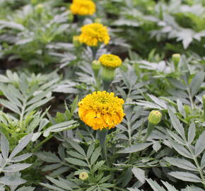 Aksamitník vzpřímený, afrikán 'Antigua Gold' - Tagetes erecta 'Antigua Gold'