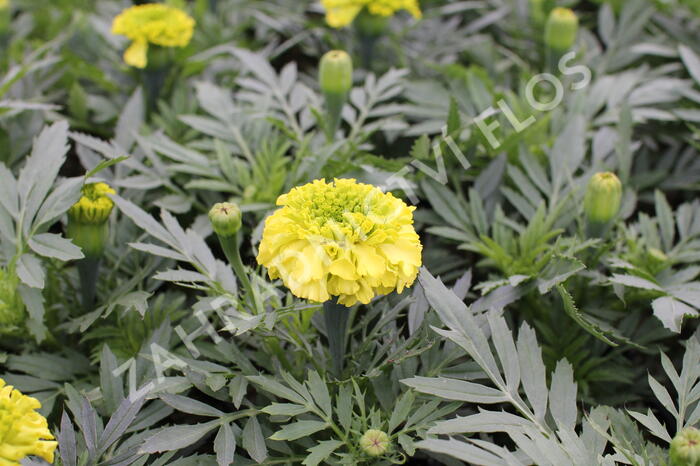 Aksamitník vzpřímený, afrikán 'Antigua Primrose' - Tagetes erecta 'Antigua Primrose'