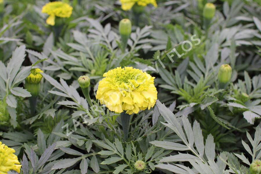 Aksamitník vzpřímený, afrikán 'Antigua Primrose' - Tagetes erecta 'Antigua Primrose'