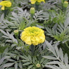 Aksamitník vzpřímený, afrikán 'Antigua Primrose' - Tagetes erecta 'Antigua Primrose'