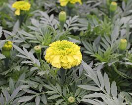 Aksamitník vzpřímený, afrikán 'Antigua Primrose'