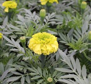 Aksamitník vzpřímený, afrikán 'Antigua Primrose' - Tagetes erecta 'Antigua Primrose'