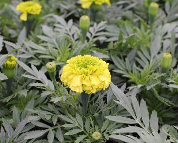Aksamitník vzpřímený, afrikán 'Antigua Primrose'