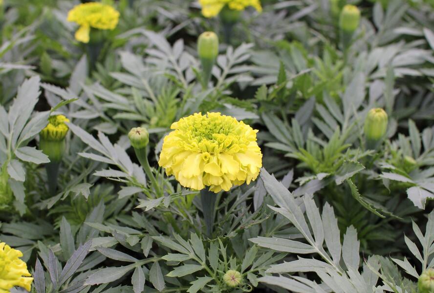 Aksamitník vzpřímený, afrikán 'Antigua Primrose' - Tagetes erecta 'Antigua Primrose'