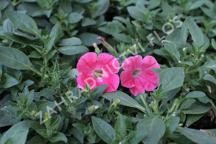 Petúnie 'Capella Coral' - Petunia × atkinsoniana 'Capella Coral'