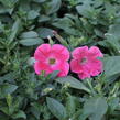 Petúnie 'Capella Coral' - Petunia × atkinsoniana 'Capella Coral'
