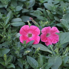 Petúnie 'Capella Coral' - Petunia × atkinsoniana 'Capella Coral'