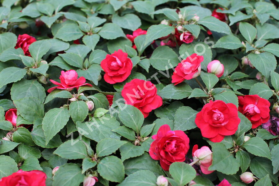 Netýkavka, balzamína turecká 'Musica Elegant Red' - Impatiens walleriana 'Musica Elegant Red'