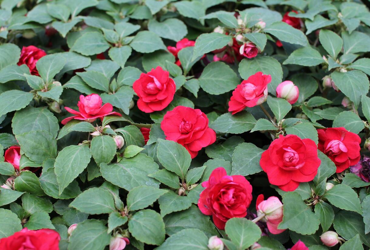 Netýkavka, balzamína turecká 'Musica Elegant Red' - Impatiens walleriana 'Musica Elegant Red'