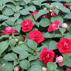 Netýkavka, balzamína turecká 'Musica Elegant Red' - Impatiens walleriana 'Musica Elegant Red'