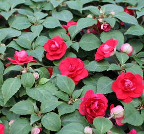 Netýkavka, balzamína turecká 'Musica Elegant Red' - Impatiens walleriana 'Musica Elegant Red'