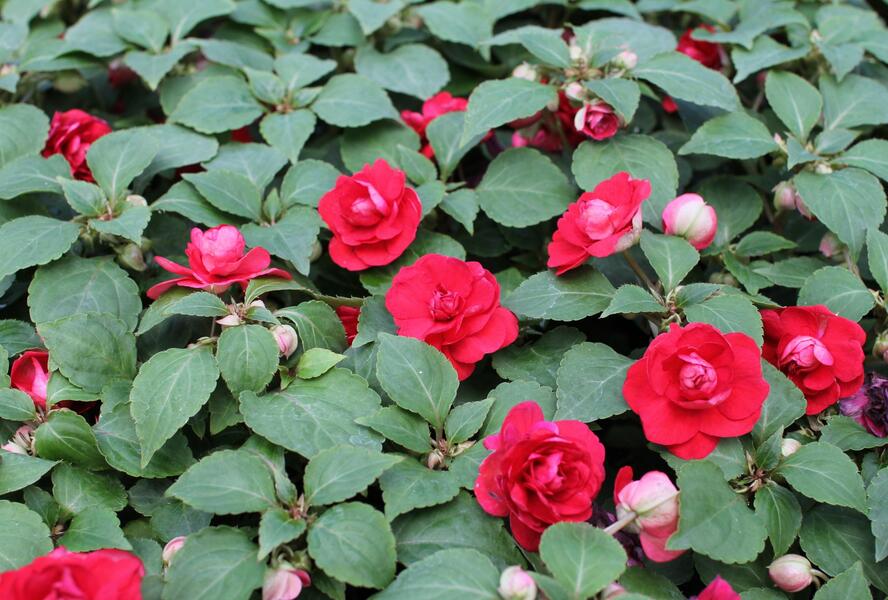 Netýkavka, balzamína turecká 'Musica Elegant Red' - Impatiens walleriana 'Musica Elegant Red'