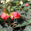 Begónie 'I'conia Miss Miami' - Begonia 'I'conia Miss Miami'