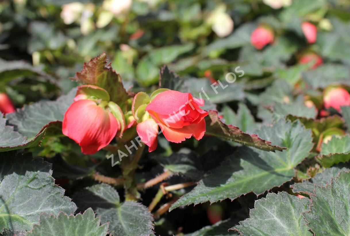 Begónie 'I'conia Miss Miami' - Begonia 'I'conia Miss Miami'