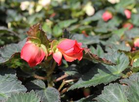 Begónie 'I'conia Miss Miami' - Begonia 'I'conia Miss Miami'