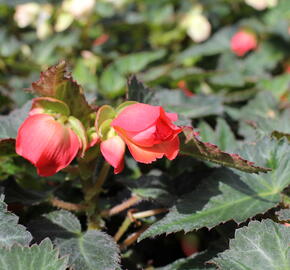 Begónie 'I'conia Miss Miami' - Begonia 'I'conia Miss Miami'