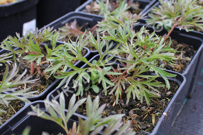 Pivoňka úzkolistá (koprolistá) - Paeonia tenuifolia