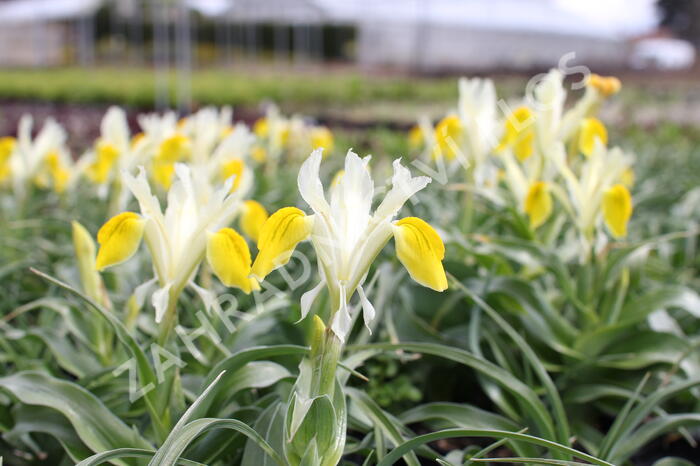 Kosatec bucharský - Iris bucharica