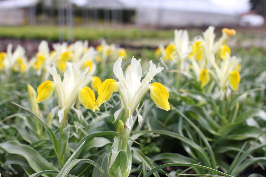 Kosatec bucharský - Iris bucharica