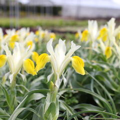 Kosatec bucharský - Iris bucharica