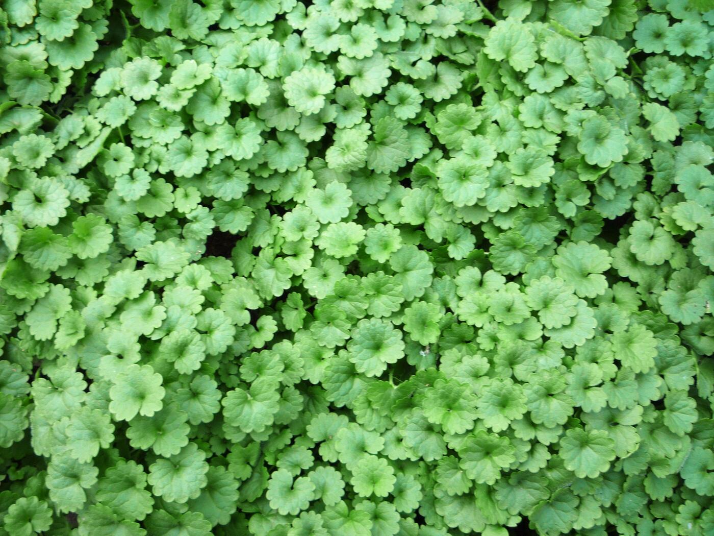 Glechoma hederacea (1600x1200)