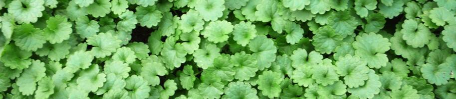 Glechoma hederacea (1600x1200)