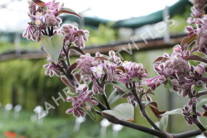 Podeňka bledá - Tradescantia pallida