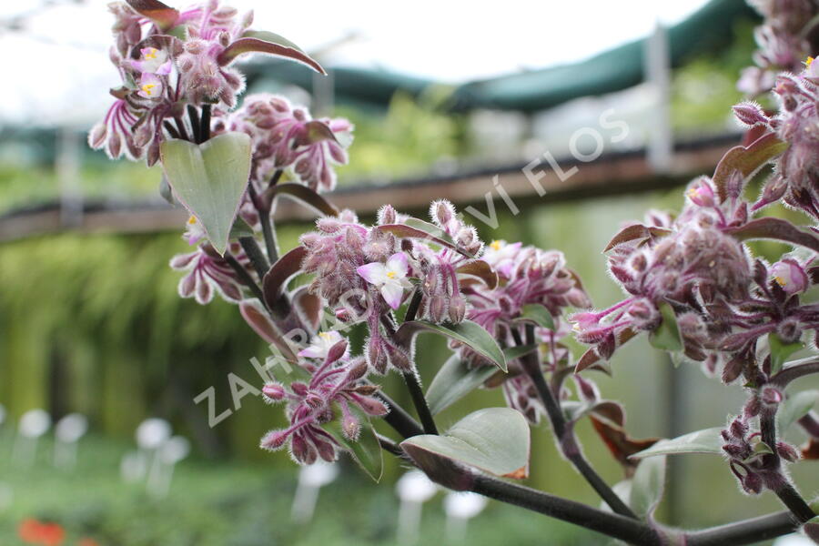 Podeňka bledá - Tradescantia pallida