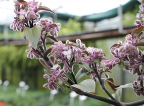 Podeňka bledá - Tradescantia pallida