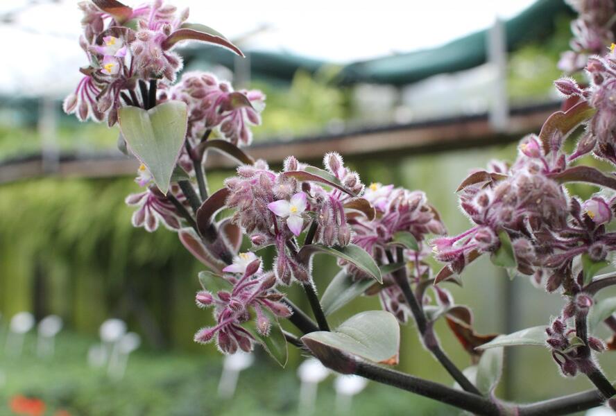 Podeňka bledá - Tradescantia pallida