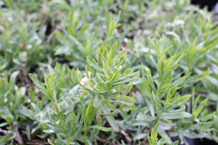 Pelyněk estragon 'Pfefferkorn' - Artemisia dracunculus 'Pfefferkorn'