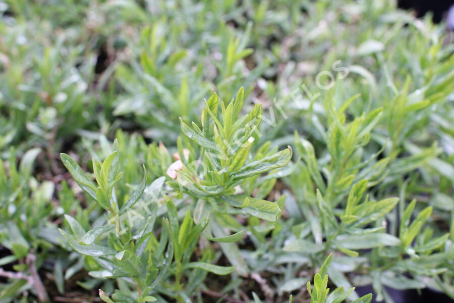 Pelyněk estragon 'Pfefferkorn' - Artemisia dracunculus 'Pfefferkorn'