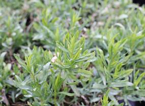 Pelyněk estragon 'Pfefferkorn' - Artemisia dracunculus 'Pfefferkorn'
