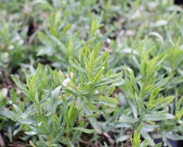 Pelyněk estragon 'Pfefferkorn'