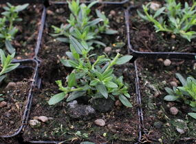 Yzop lékařský 'Blues' - Hyssopus officinalis 'Blues'