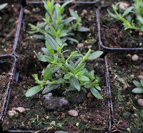 Yzop lékařský 'Blues' - Hyssopus officinalis 'Blues'