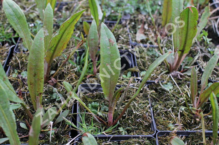 Šťovík vodní - Rumex aquaticus