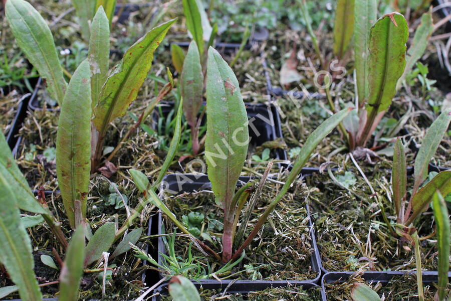 Šťovík vodní - Rumex aquaticus