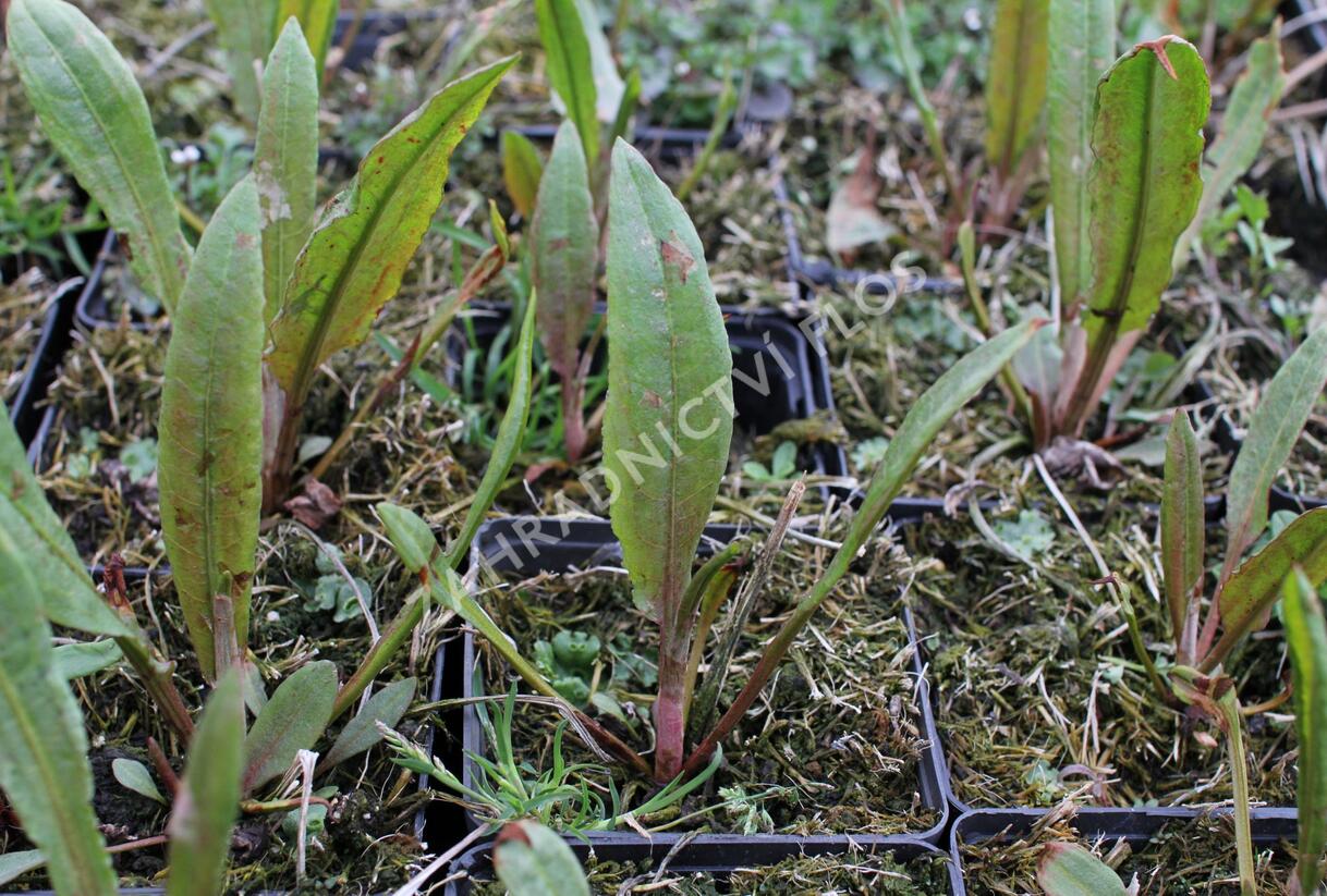 Šťovík vodní - Rumex aquaticus