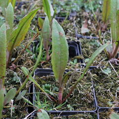 Šťovík vodní - Rumex aquaticus